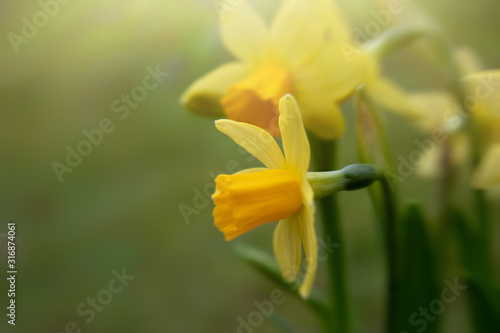 Photographie Closeup of yellow blooming daffodils against blurred green background, copy spac