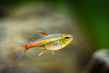 Poster - tetra growlight (Hemigrammus Erythrozonus) in a fish tank with blurred background