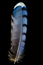 Blue Jay Feather On Black Background. It Is A Passerine Bird In The Family Corvidae, Native To North America. Feathers Are Epidermal Growths That Form The Distinctive Outer Plumage On Birds.  
