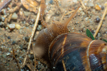 snail in the garden