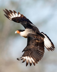 crested caracara, laguna seca ranch, texas,