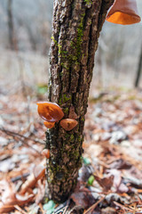 Brown mushroom on tree trunk