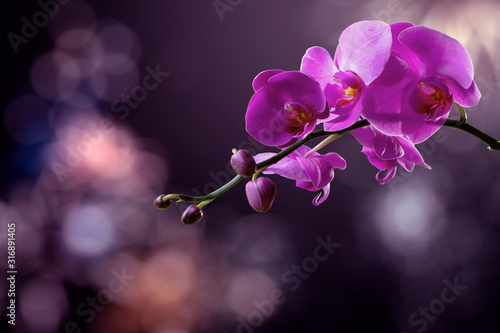 Dekoracja na wymiar  kwiat-orchidei-na-niewyrazne-fioletowe-tlo-walentynki-kartke-z-zyczeniami-koncepcja-milosci-i-pasji