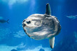Sunfish swimming underwater in aquarium