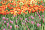 Fototapeta Tulipany - Colorful tulips in flower garden