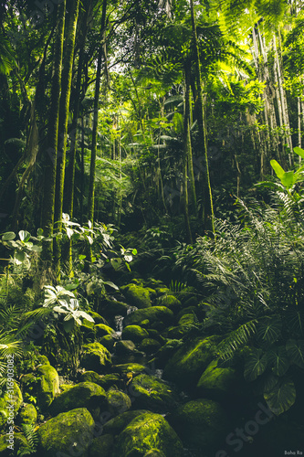 Dekoracja na wymiar  las-tropikalny