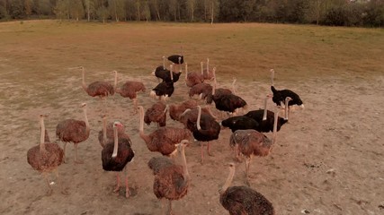 Flock of ostriches on the bird yard farm. Ostrich farm at countryside. Eco farming concept.