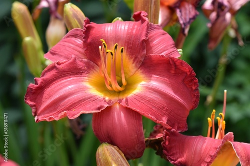 Fotomural Closeup shot of chicago apache lily flower glowing under the sun