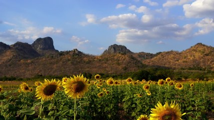 Wall Mural - sunflower at kao jeen lae mountain in lopburi, thailand