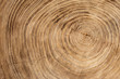© Anna - Wooden texture from cut tree trunk of maple tree, closeup. Cross section of a tree trunk. Top view
