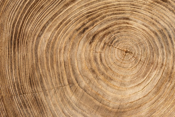 Wall Mural - wooden texture from cut tree trunk of maple tree, closeup. cross section of a tree trunk. top view