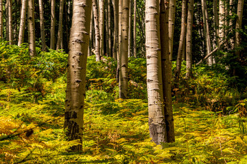 Wall Mural - trees in the forest fall