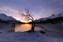 Silhouette Of An Old Tree With Dry Branches At The Water Side With Snow Mountain At The Background At The Twilght