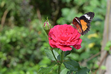 Orange And Black Pattern On Wing Of Butterfly On Pink Rose Flower With Water Dew Drop On Petal In Morning Beautiful Day