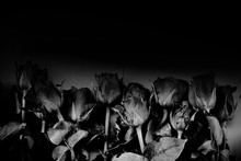 Roses Bouquet On Black Background - Black Flowers Rose Valentine Day Concept , Monochrome