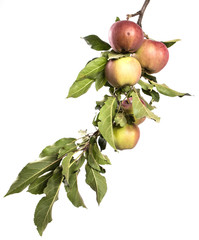 Wall Mural - Apple tree branch with fruits and green foliage isolate. Apples on a branch on an isolated white background.