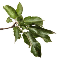 Wall Mural - Apple tree branch with green leaves isolate. Fruit tree branch on an isolated white background.