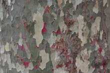 Texture Of Close Up Of Platanus Tree Bark