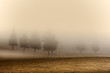 © PATMALUPHOTO - The morning mist envelops the Cansiglio plain in a protective and reassuring embrace, Cansiglio forest, Veneto, Italy, Europe