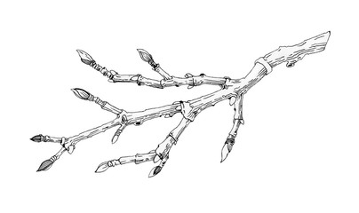 magnolia spring branch with buds black ink illustration. hand drawn botanical graphic tree stick ele