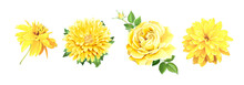 Set Of Beautiful Realistic Yellow Flowers. Rose, Aster, Of Rudbeckia Laciniata Isolated On A White Background. Template For Floral Design
