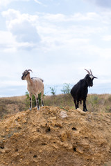 two black and white goats in the desert