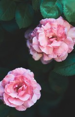 Wall Mural - Vertical closeup shot of Rosa Damascena flower with green leaves