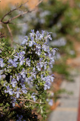 Rosemary blossom flower