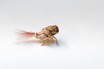 Beautiful close up macro of a Planthopper nymph (maybe Nogodinidae) during a jungle hike in the Tangkoko nature reserve, North Sulawesi, Indonesia