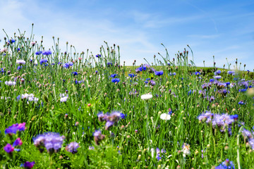 wild flowers in spring