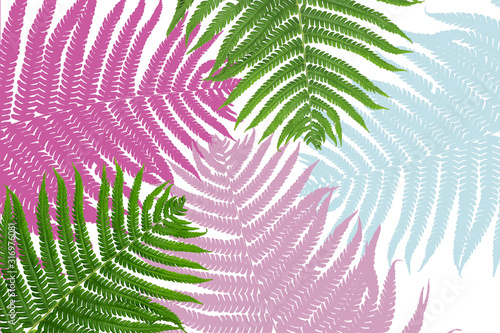 Tropical leaves on white background. Сolorful fern leaves. Creative layout ma...