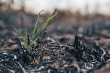 The Green Sprouts Are Germinating From The Burned-out Field
