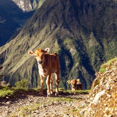 Canvas Print - little calves, animal, cow