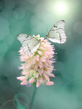 A Beautiful Delicate Butterfly In The Glow Of Light On A Pastel Background.