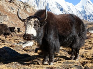 Wall Mural - Black and white Yak on the way to Everest base camp