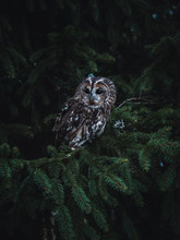 Tawny Owl (Strix Aluco) By Autumn Sunset. Tawny Owl Sits On Tree. Tawny Owl And Dark Autumn Background.