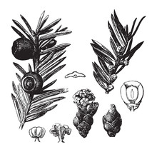 Taxus Baccata Or Pacif Yew / Vintage Illustration From Brockhaus Konversations-Lexikon 1908