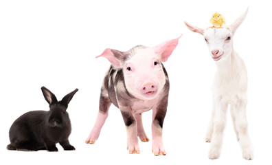 Wall Mural - Funny little farm animals standing together isolated on white background