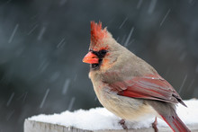 Beautiful Female Northern Cardinal (Cardinalis Cardinalis) Perched During Snowstorm