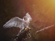 Falconer with Peregrine falcon (Falco peregrinus). Peregrine falcon sits on glove falconer. Autumn sun background. Peregrine falcon portrait.