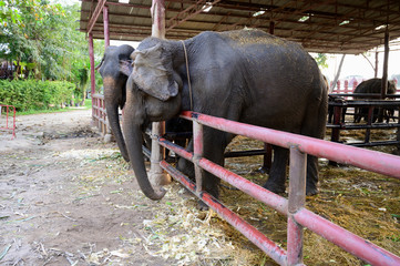 ayutthaya wangchgag the corral