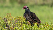 cuban vulture sitting on a green hedge
