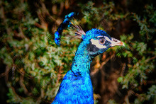 Peacock With Blue Plumage Head Fragment