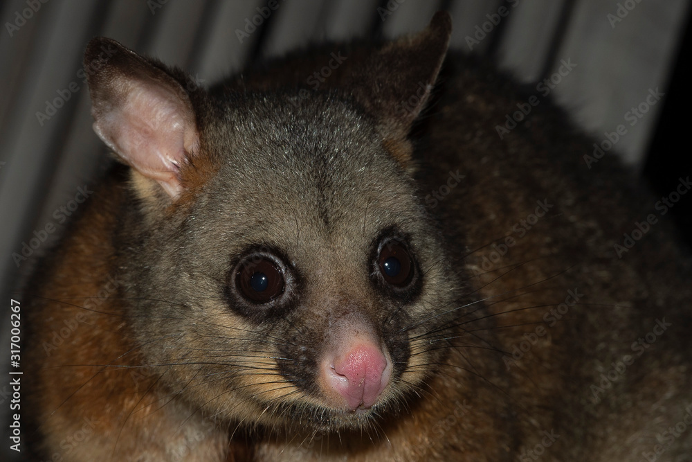 brush tailed possum raccoon in Kangaroo Island Stock Photo | Adobe Stock