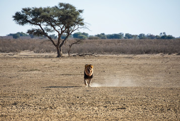 Poster - Kalahari Lion