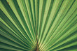 © possawee - palm tree leaf
