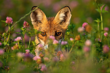 close-up of a shy red fox hiding behind grass and flowers at sunrise. wild animal looking from behin