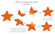 Starfish Sea star regeneration. Reproductive by regeneration with stage arrows. Asexual reproduction. New starfish is formed with regenerated cells from the cut body Daughter star fish. Biology Vector