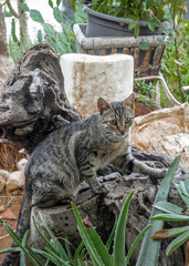 Wall Mural - Portrait of homeless or wild gray cat lying on driftwood in garden in restaurant and looking into the camera