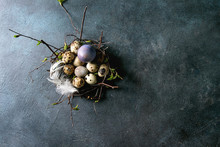 Colored Chicken And Quail Easter Eggs In Birds Nest With White Feather Over Dark Blue Texture Background. Flat Lay, Space